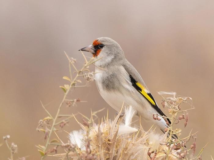 Жизнь в каждом звуке